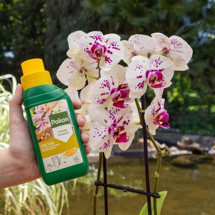 Pokon Orchid Bundle - Assorted Colours & Plant Care