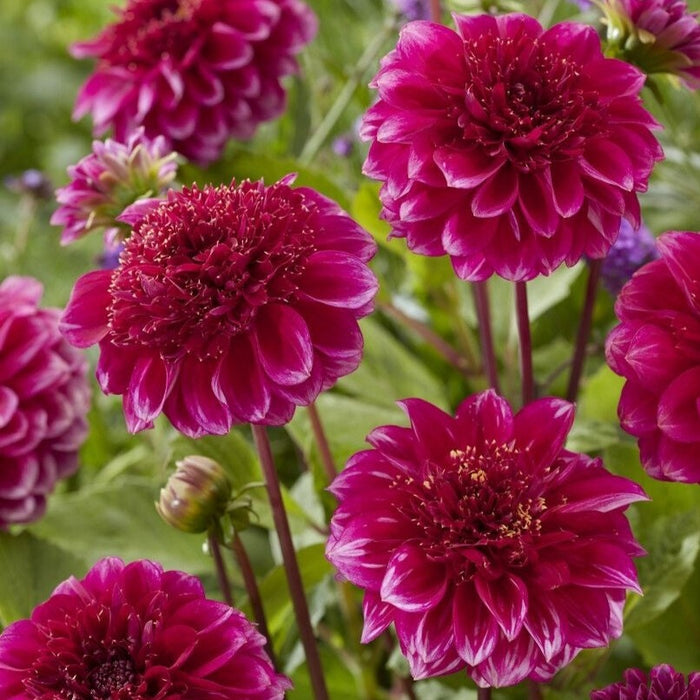 Dahlia Anemone - Purple Bouquet - 1 bulbs p-pack