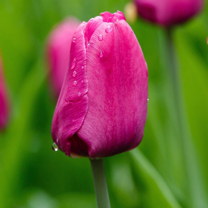 Cold-Treated Tulips - Purple Prince - Single - 10 bulbs p-pack