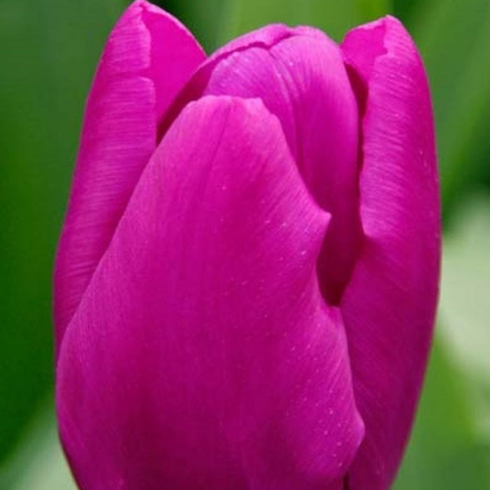 Cold-Treated Tulips - Purple Prince - Single - 10 bulbs p-pack