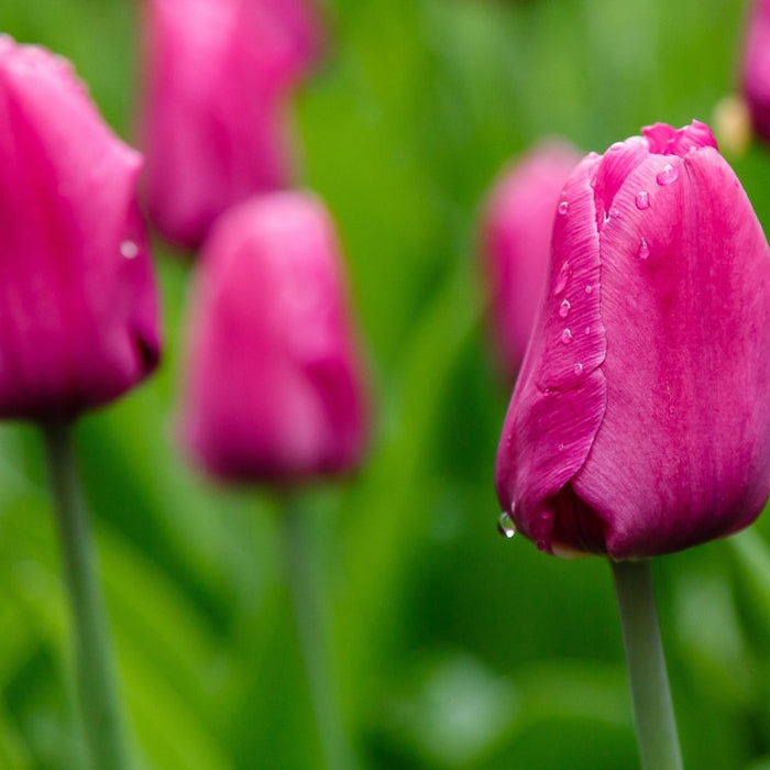 Cold-Treated Tulips - Purple Prince - Single - 10 bulbs p-pack