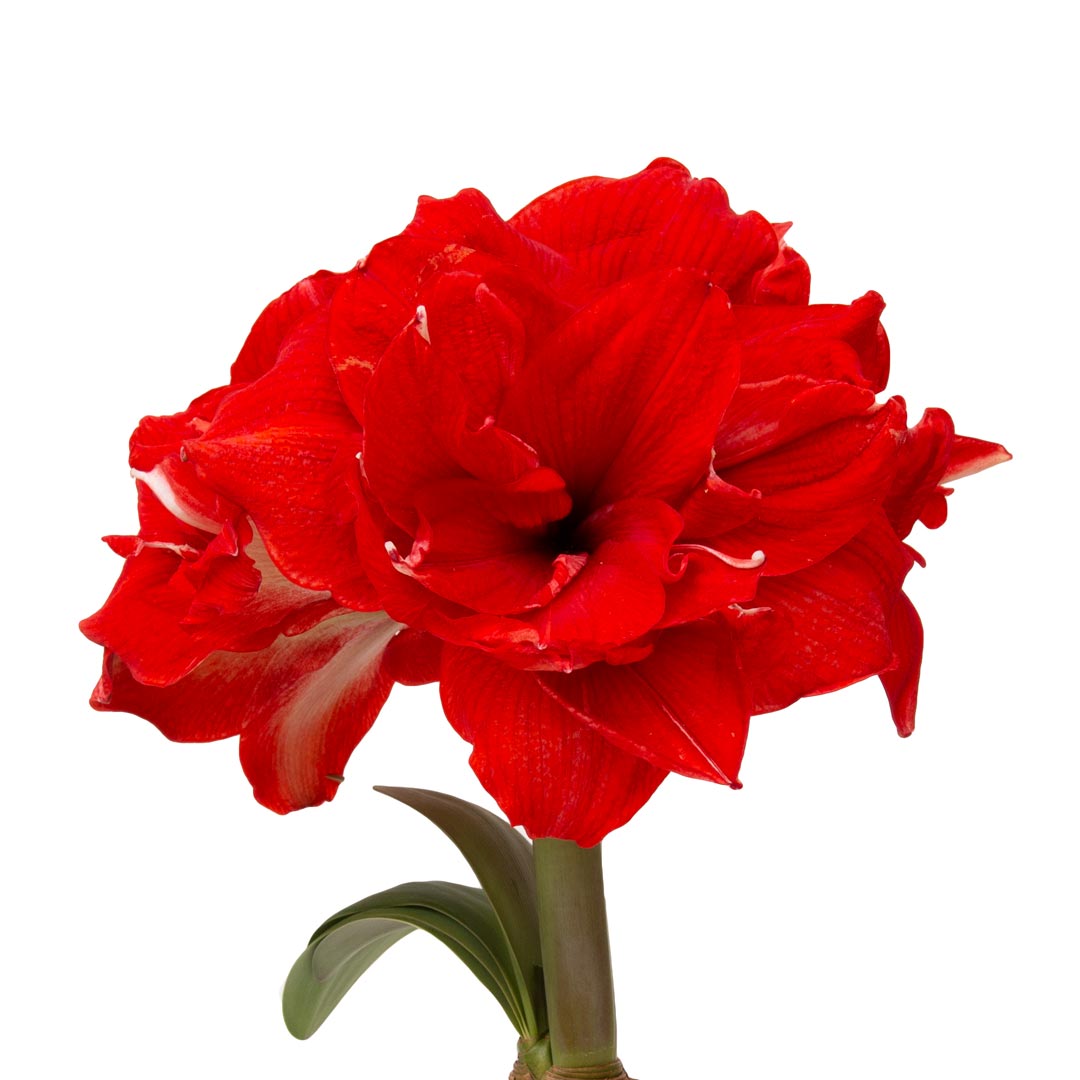 Collectors edition Hippeastrum/amaryllis