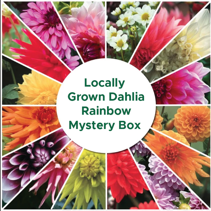 Locally Grown Dahlia Rainbow Mystery Box