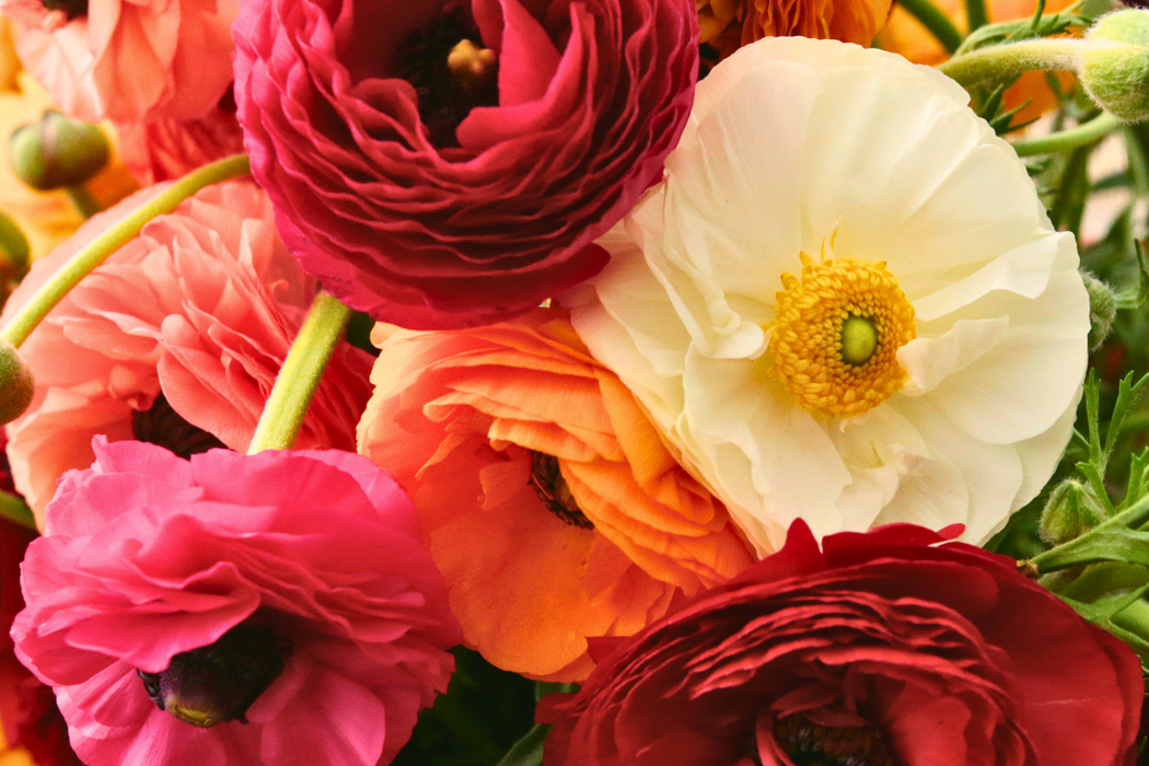 Ranunculus - Mixed - Regular - 25 bulbs p-pack
