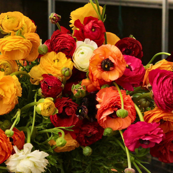 Ranunculus - Mixed - Large - 15 bulbs p-pack