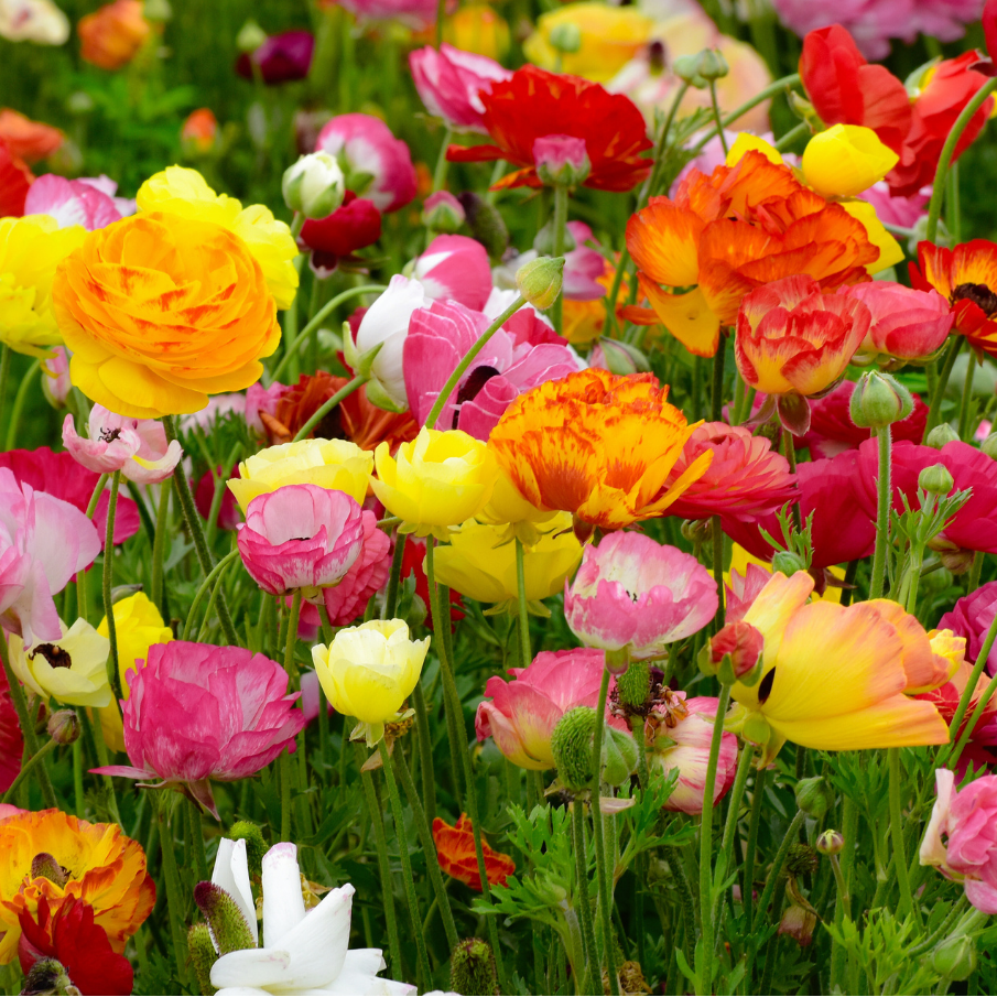 Ranunculus - Mixed - Economy - 50 bulbs p-pack — Hadeco.co.za