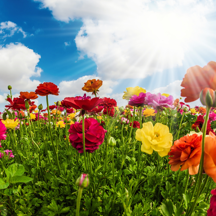 Ranunculus - Mixed - Value - 100 bulbs p-pack