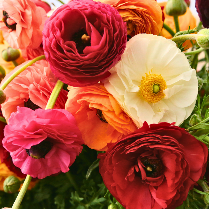 Ranunculus - Mixed - Regular - 25 bulbs p-pack