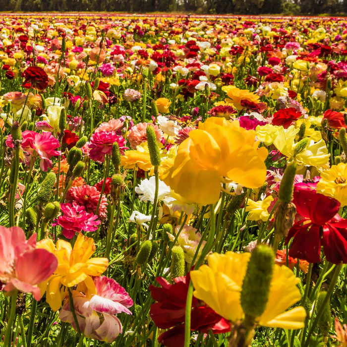 Ranunculus - Mixed - Value - 100 bulbs p-pack