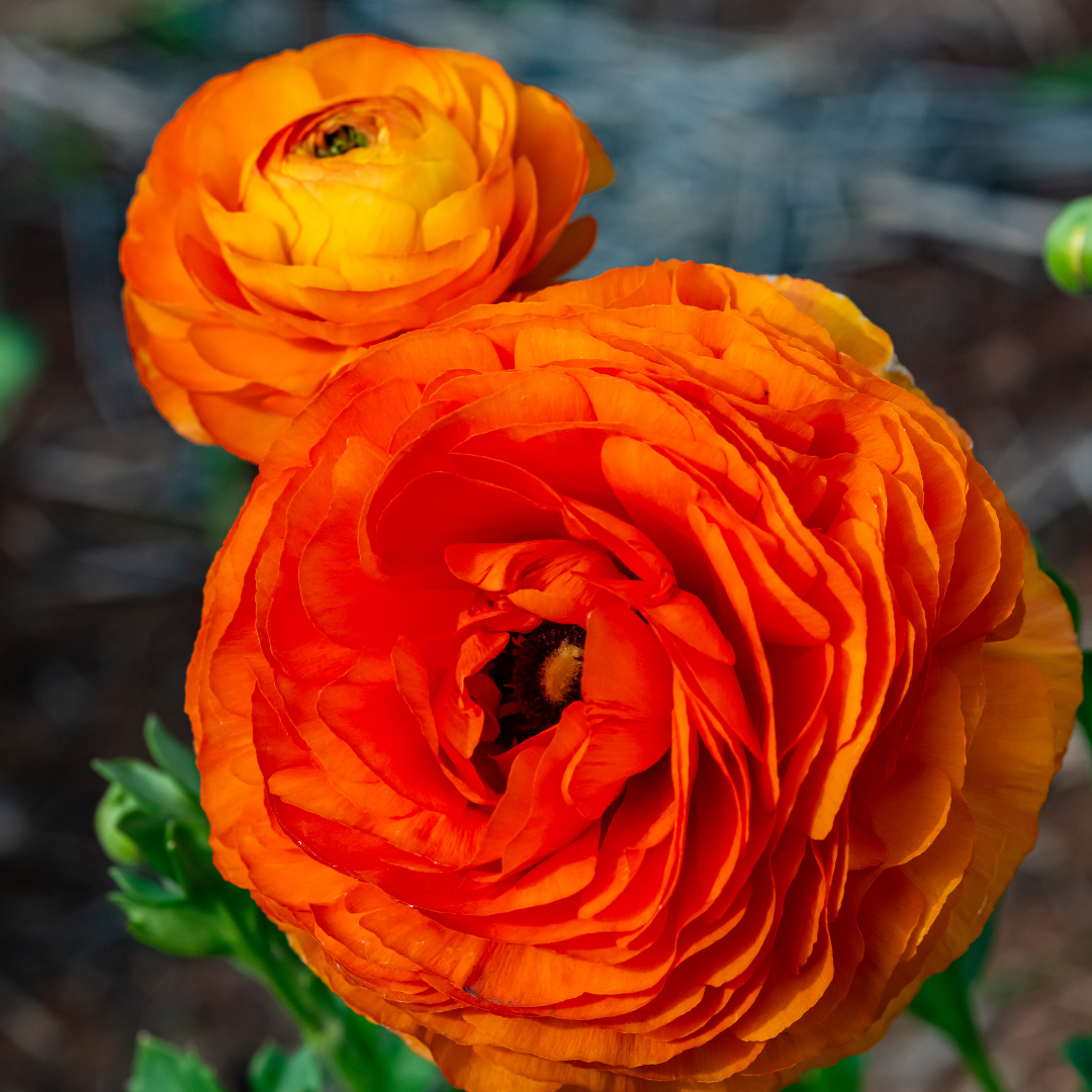 Ranunculus