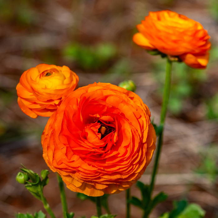 Ranunculus - Orange - 25 bulbs p-pack