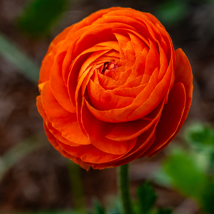 Ranunculus - Orange - 25 bulbs p-pack