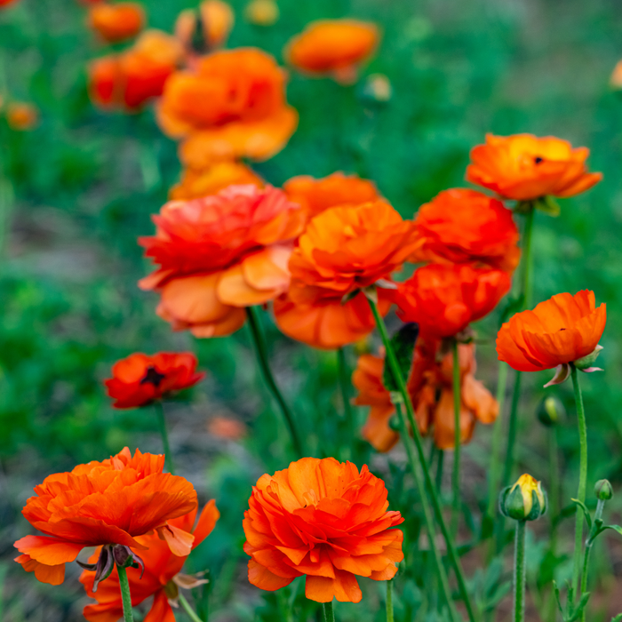 Ranunculus - Orange - 25 bulbs p-pack