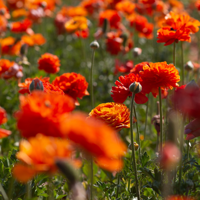 Ranunculus - Orange - 25 bulbs p-pack