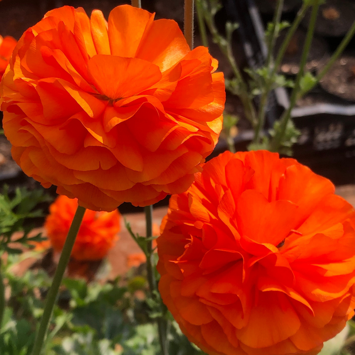 Ranunculus - Orange - 25 bulbs p-pack