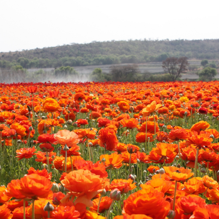 Ranunculus - Orange - 25 bulbs p-pack