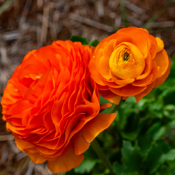 Ranunculus - Orange - 25 bulbs p-pack