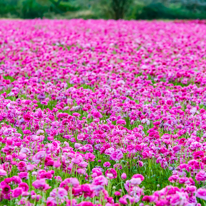 Ranunculus - Pink - 25 bulbs p-pack