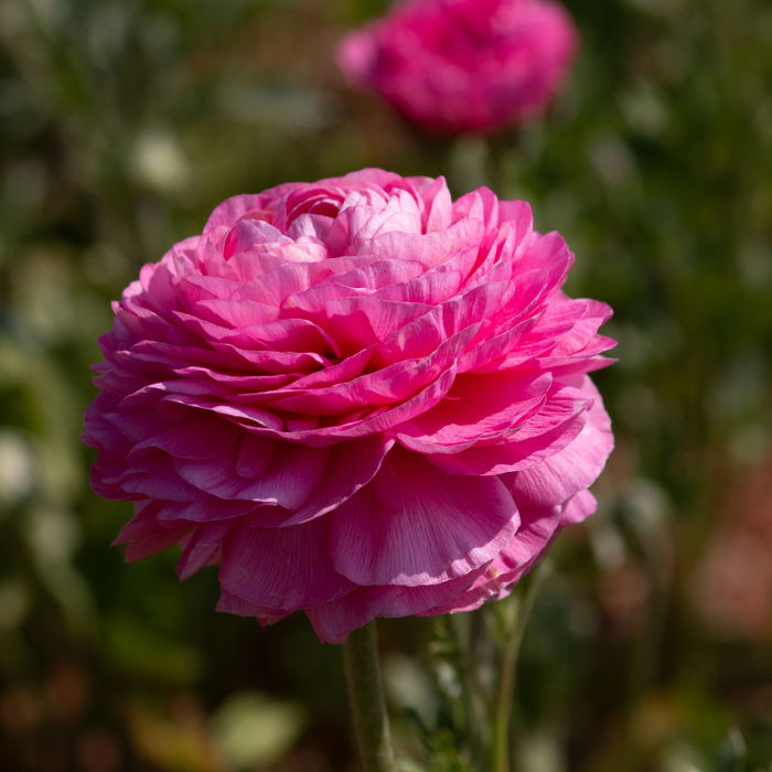 Ranunculus - Pink - 25 bulbs p-pack