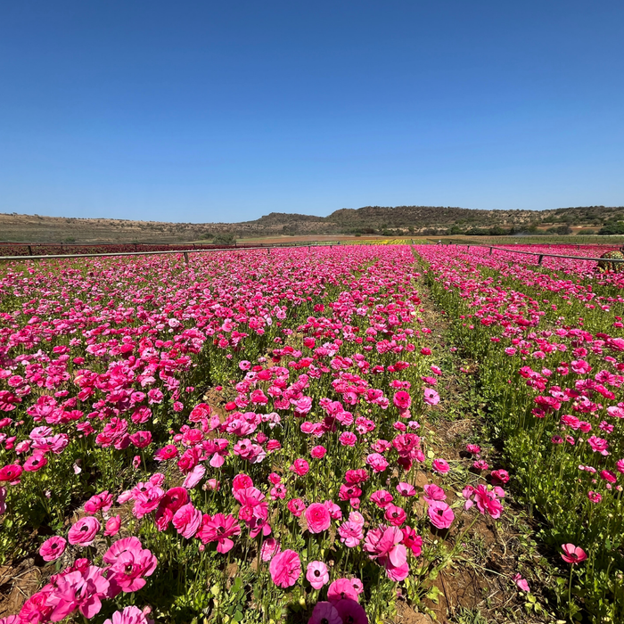 Ranunculus - Pink - 25 bulbs p-pack