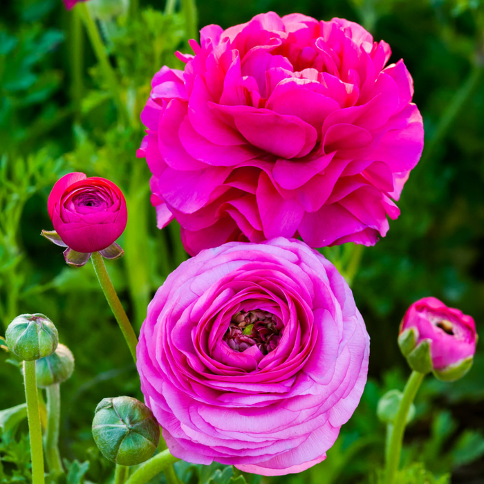 Ranunculus - Pink - 25 bulbs p-pack