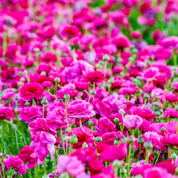 Ranunculus - Pink - 25 bulbs p-pack