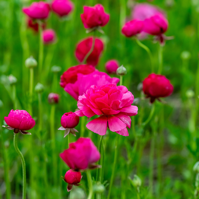 Ranunculus - Pink - 25 bulbs p-pack