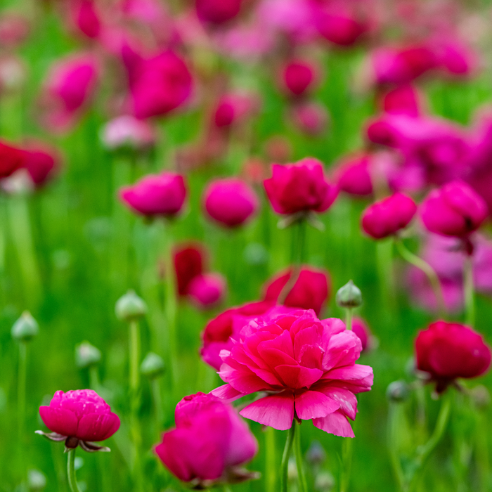 Ranunculus - Pink - 25 bulbs p-pack