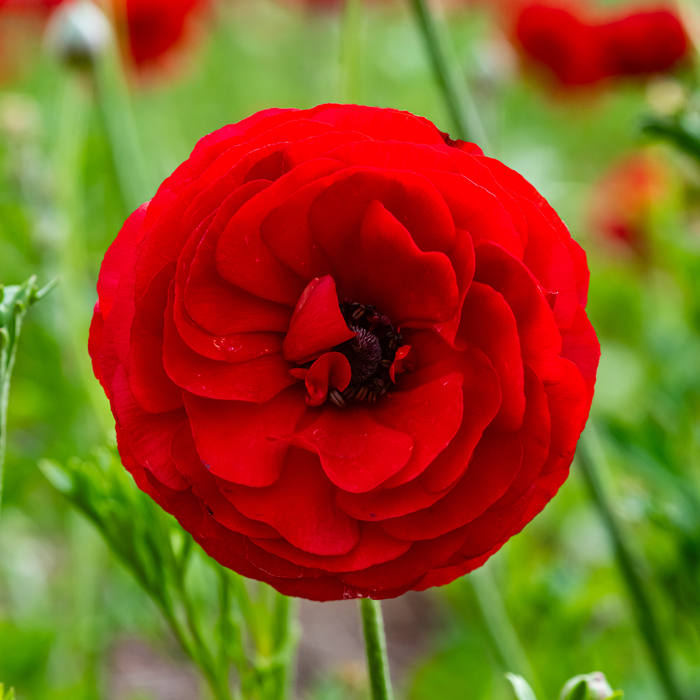 Ranunculus - Red - 25 bulbs p-pack