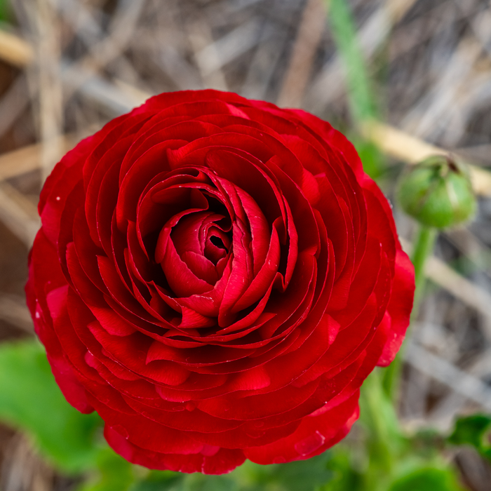 Ranunculus - Red - 25 bulbs p-pack