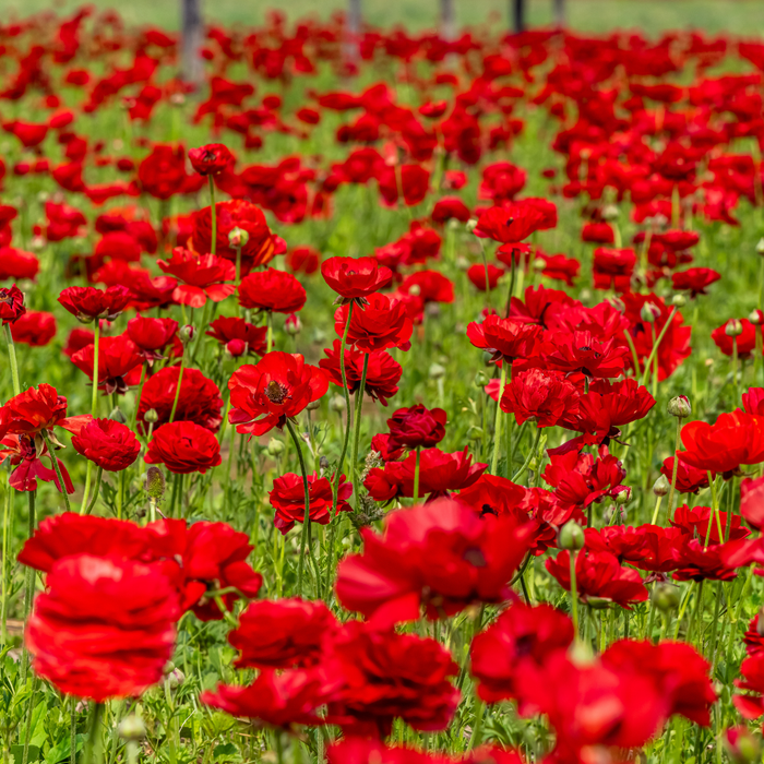 Ranunculus - Red - 25 bulbs p-pack
