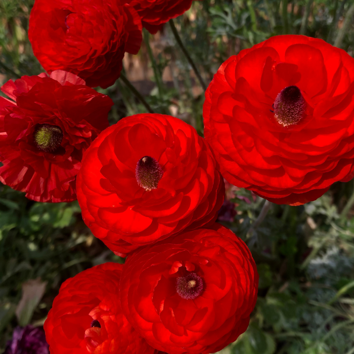 Ranunculus - Red - 25 bulbs p-pack