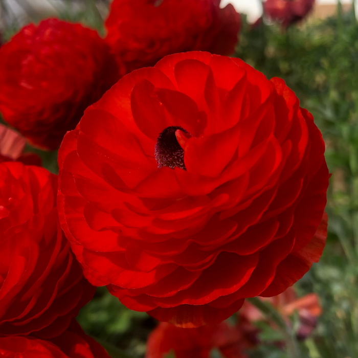 Ranunculus - Red - 25 bulbs p-pack