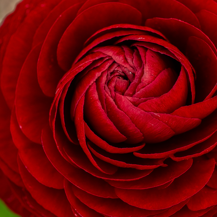 Ranunculus - Red - 25 bulbs p-pack