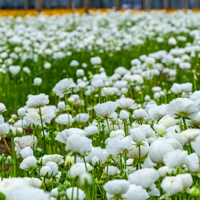 Ranunculus - White - 25 bulbs p-pack