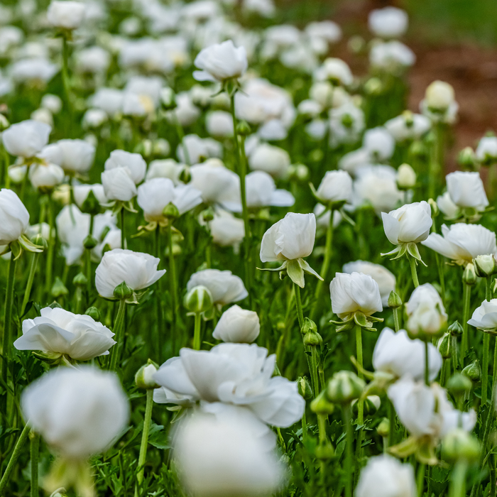 Ranunculus - White - 25 bulbs p-pack