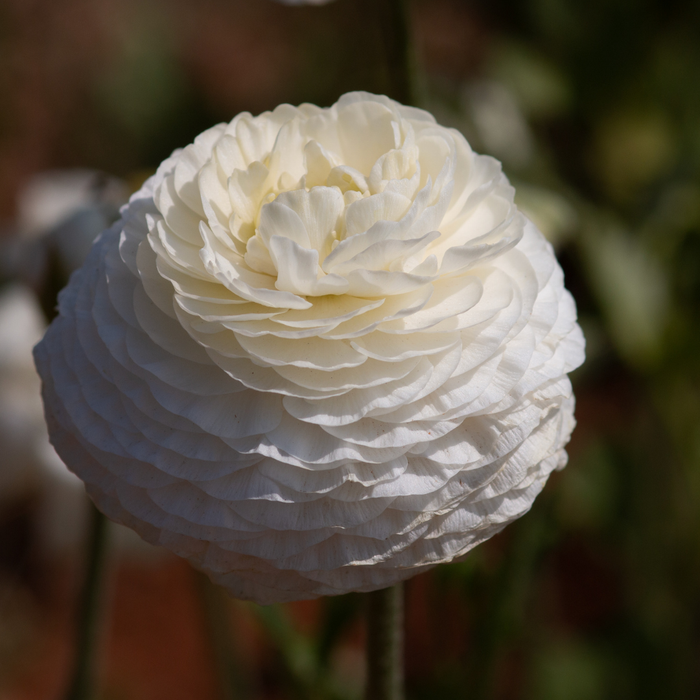 Ranunculus - White - 25 bulbs p-pack