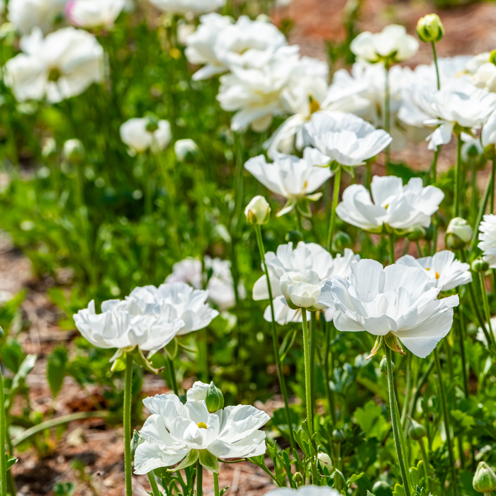 Ranunculus - White - 25 bulbs p-pack