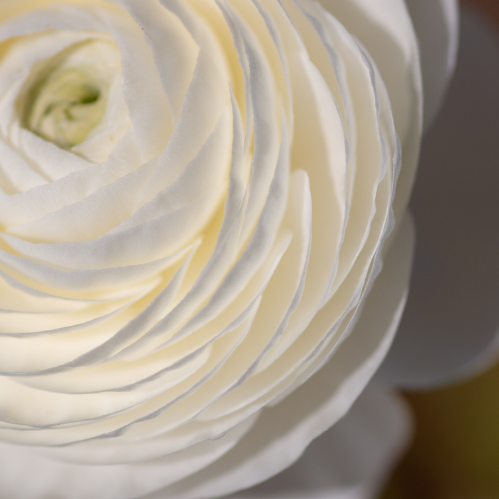 Ranunculus - White - 25 bulbs p-pack