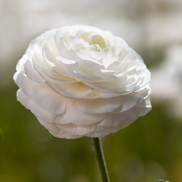 Ranunculus - White - 25 bulbs p-pack