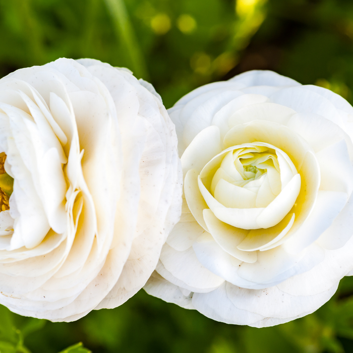 Ranunculus - White - 25 bulbs p-pack
