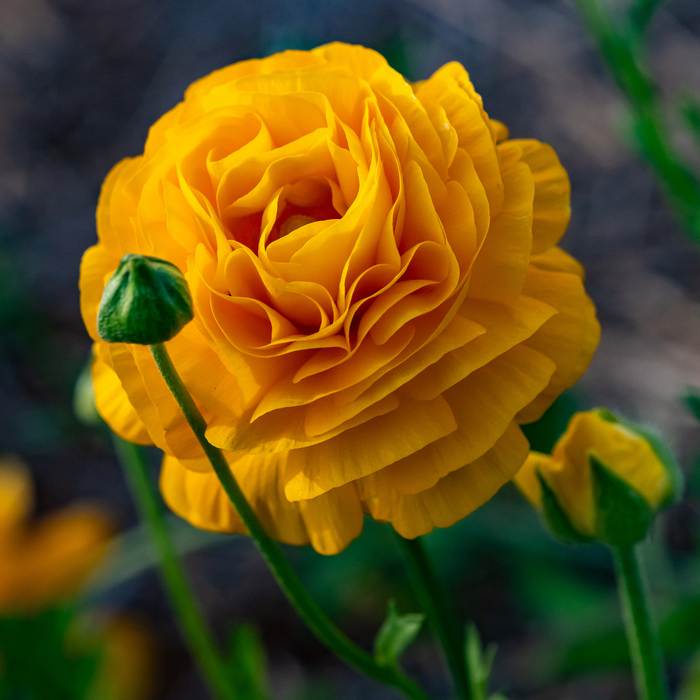 Ranunculus - Yellow - 25 bulbs p-pack