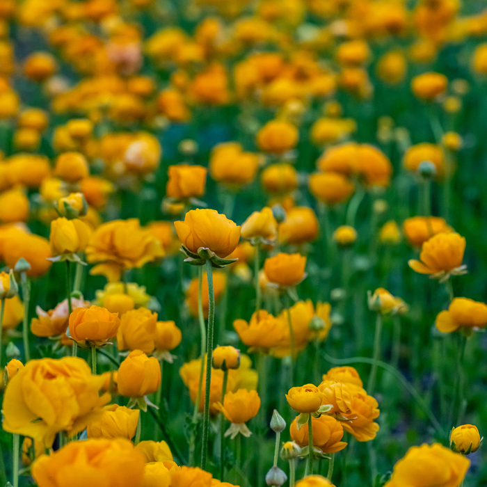 Ranunculus - Yellow - 25 bulbs p-pack