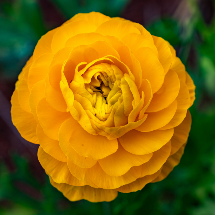 Ranunculus - Yellow - 25 bulbs p-pack