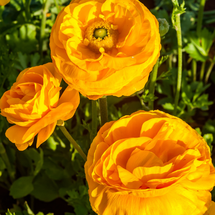 Ranunculus - Yellow - 25 bulbs p-pack