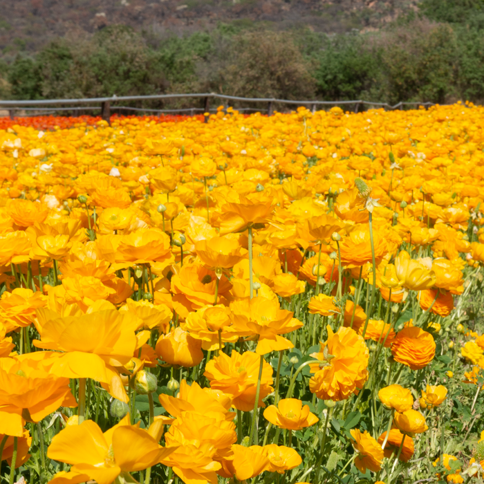 Ranunculus - Yellow - 25 bulbs p-pack