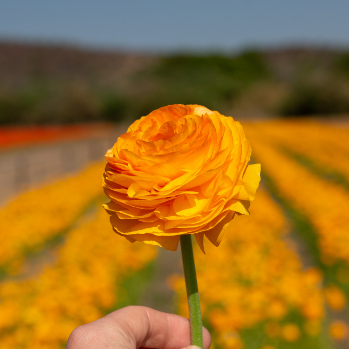 Ranunculus - Yellow - 25 bulbs p-pack