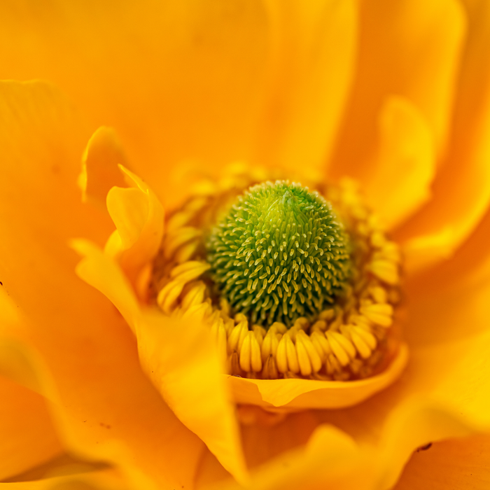 Ranunculus - Yellow - 25 bulbs p-pack