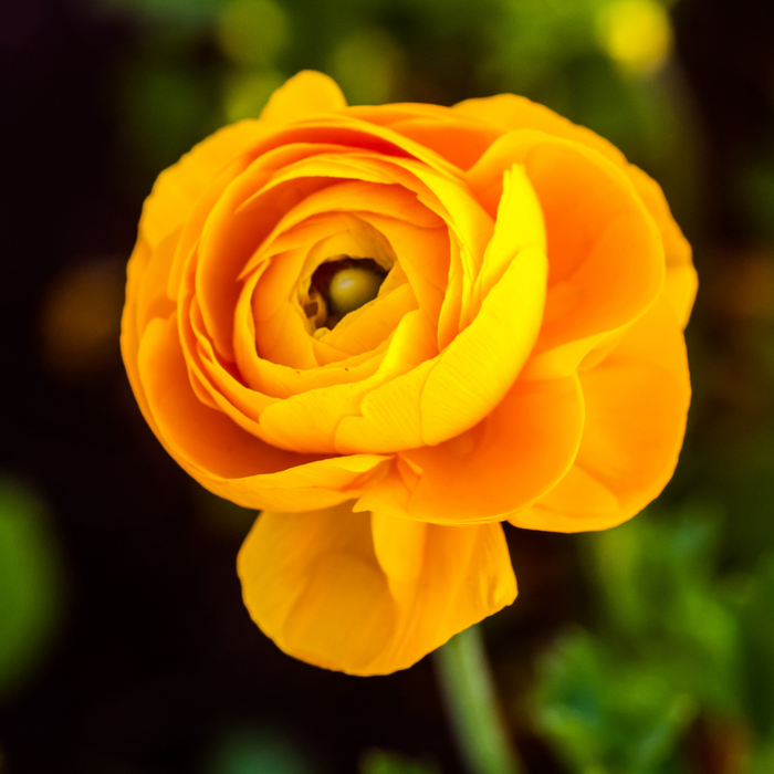 Ranunculus - Yellow - 25 bulbs p-pack