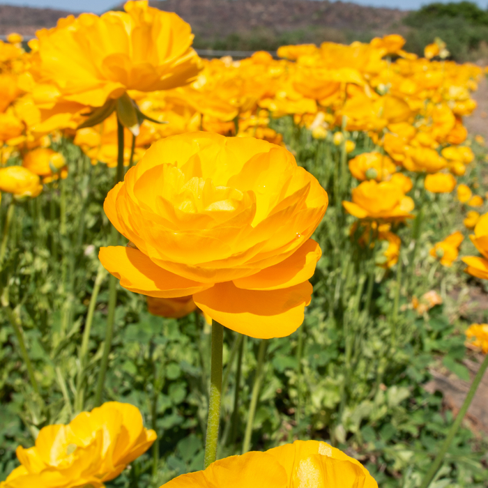 Ranunculus - Yellow - 25 bulbs p-pack